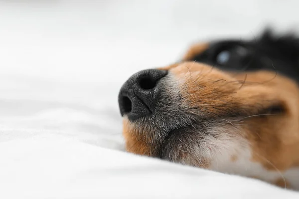 Söt Hund Avkopplande Vitt Tyg Hemma Närbild Vänligt Husdjur — Stockfoto