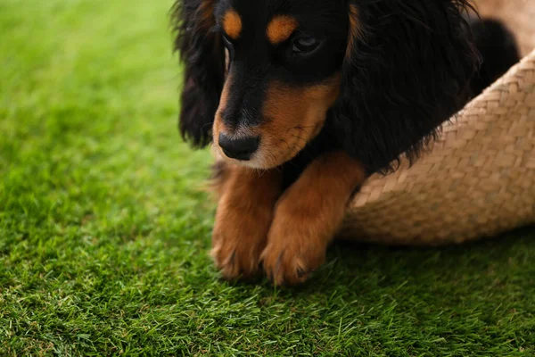 緑の芝生の屋外でウィッカーバスケットでリラックスしたかわいい犬 クローズアップ 優しいペット — ストック写真