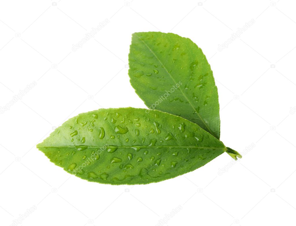 Fresh green citrus leaves with water drops isolated on white