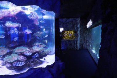 Oceanarium 'da başçavuşla akvaryum