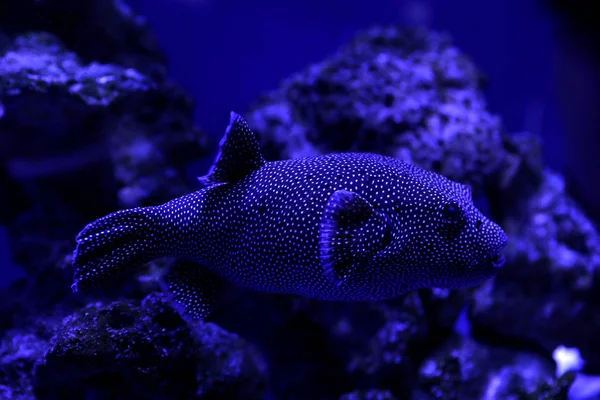 在清澈色调的蓝色水族馆里游泳的海鱼真漂亮 — 图库照片