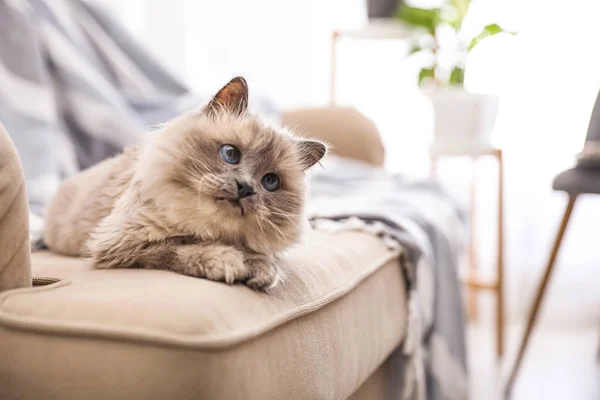 Γάτα Στον Καναπέ Στο Σπίτι Χώρος Για Κείμενο Γλυκό Κατοικίδιο — Φωτογραφία Αρχείου