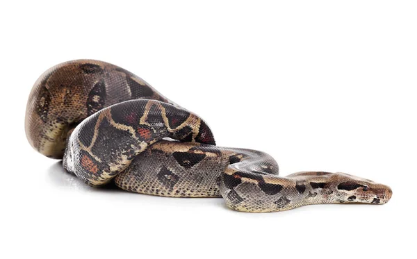 Brown boa constrictor on white background. Exotic snake — ストック写真