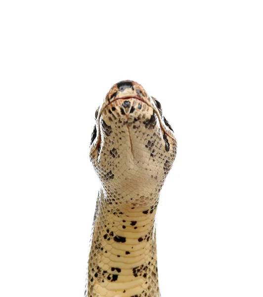 Brązowy boa dusiciel na białym tle. Wąż egzotyczny — Zdjęcie stockowe