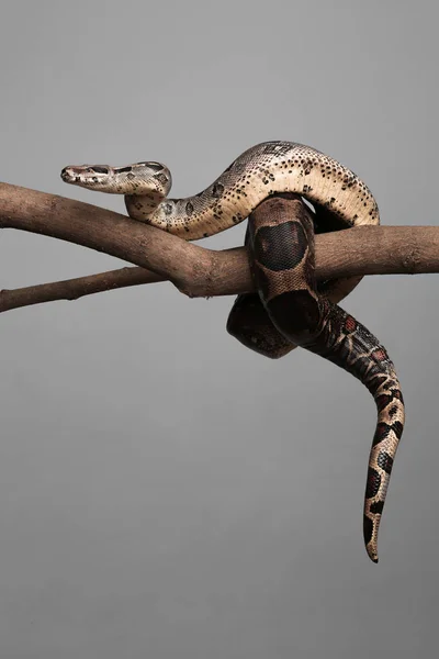 Brown Boa Constrictor Tree Branch Grey Background — Stock Photo, Image
