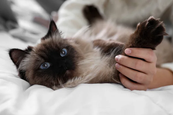 Mujer Jugando Con Lindo Gato Balinés Cama Casa Primer Plano — Foto de Stock