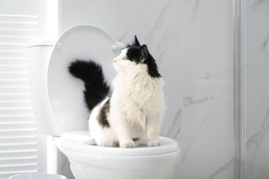Tuvaletteki klozette oturan sevimli kedi.