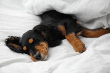 Evde beyaz kumaşın üzerinde dinlenen sevimli bir köpek. Dost canlısı.
