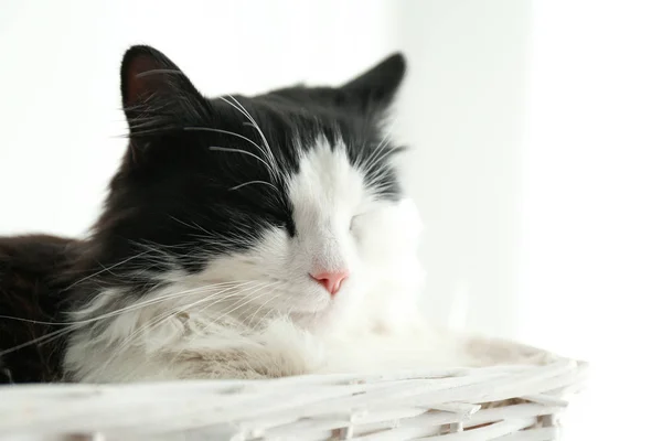 Cute Cat Relaks Wiklinowym Koszu Piękne Zwierzę — Zdjęcie stockowe