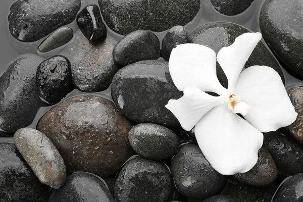 Ορχιδέα Λουλούδι Πέτρες Spa Στο Νερό Κορυφαία Θέα Τρόπος Ζωής — Φωτογραφία Αρχείου