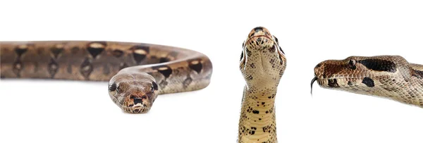 Fotos Von Boa Constrictor Auf Weißem Hintergrund Collage — Stockfoto