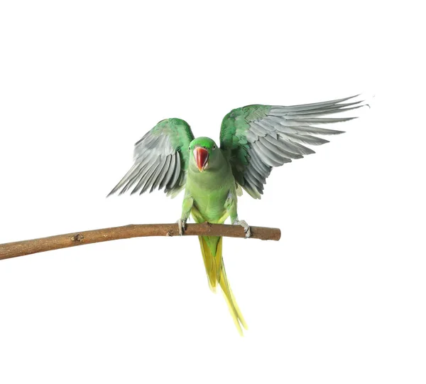 Beautiful Alexandrine Parakeet on tree branch against white back — 스톡 사진