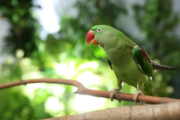 आउटड Alexandrine Parakeet — स्टॉक फ़ोटो, इमेज