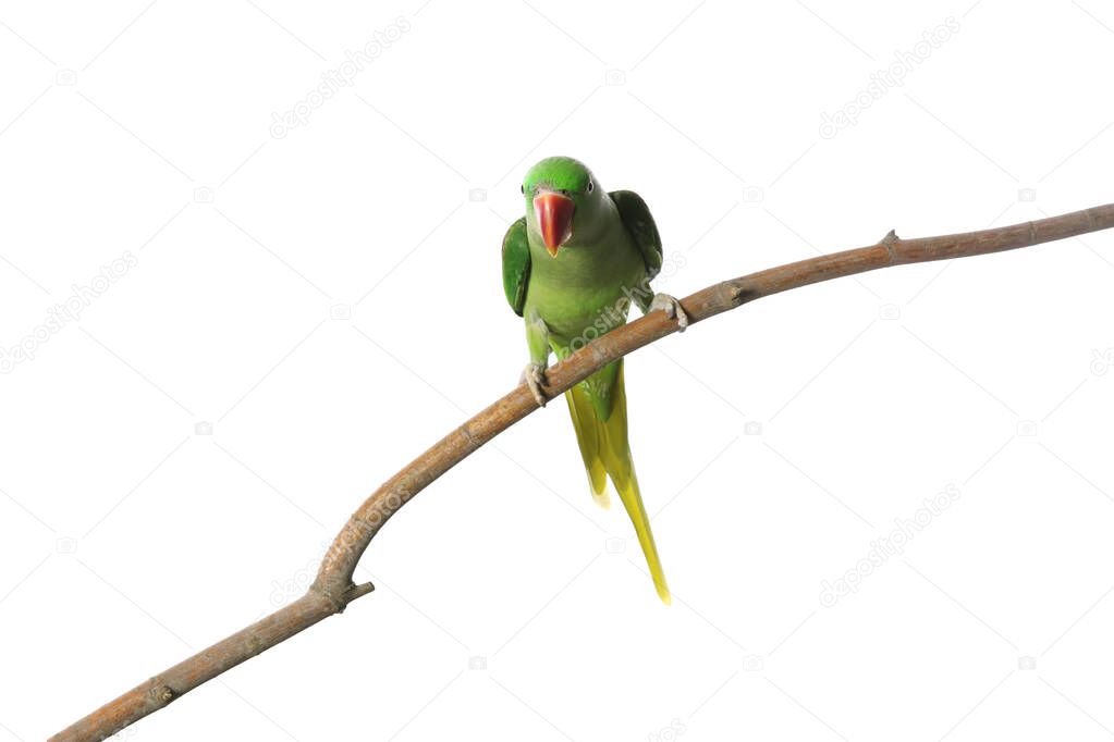 Beautiful Alexandrine Parakeet on tree branch against white back