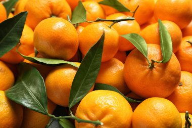 Arka planda taze mandalina yaprakları var, yakın plan. Citrus meyvesi.
