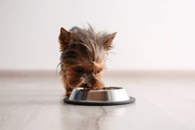 Şirin Yorkshire teriyeri köpek, içeride yemek kasesinin yanında.