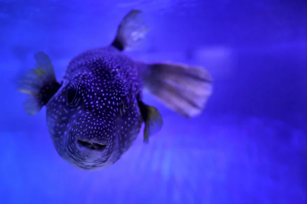 Piękna Rozdymka Przezroczystym Niebieskim Akwarium Zbliżenie — Zdjęcie stockowe