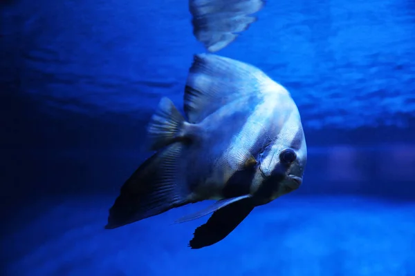 漂亮的长鳍蝙蝠在清澈的水族馆里游泳 — 图库照片