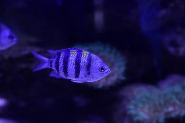 Beau Sergent Major Poissons Nageant Dans Aquarium Bleu Clair — Photo