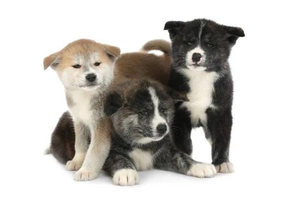 Lindos cachorros Akita inu sobre fondo blanco. Perros amistosos —  Fotos de Stock