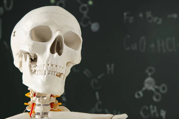 Artificial Human Skeleton Model Green Chalkboard Space Text — Stock Photo, Image