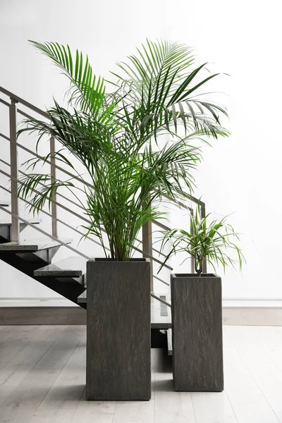 Gyönyörű trópusi növények a lépcsők közelében. Az interio eleme — Stock Fotó