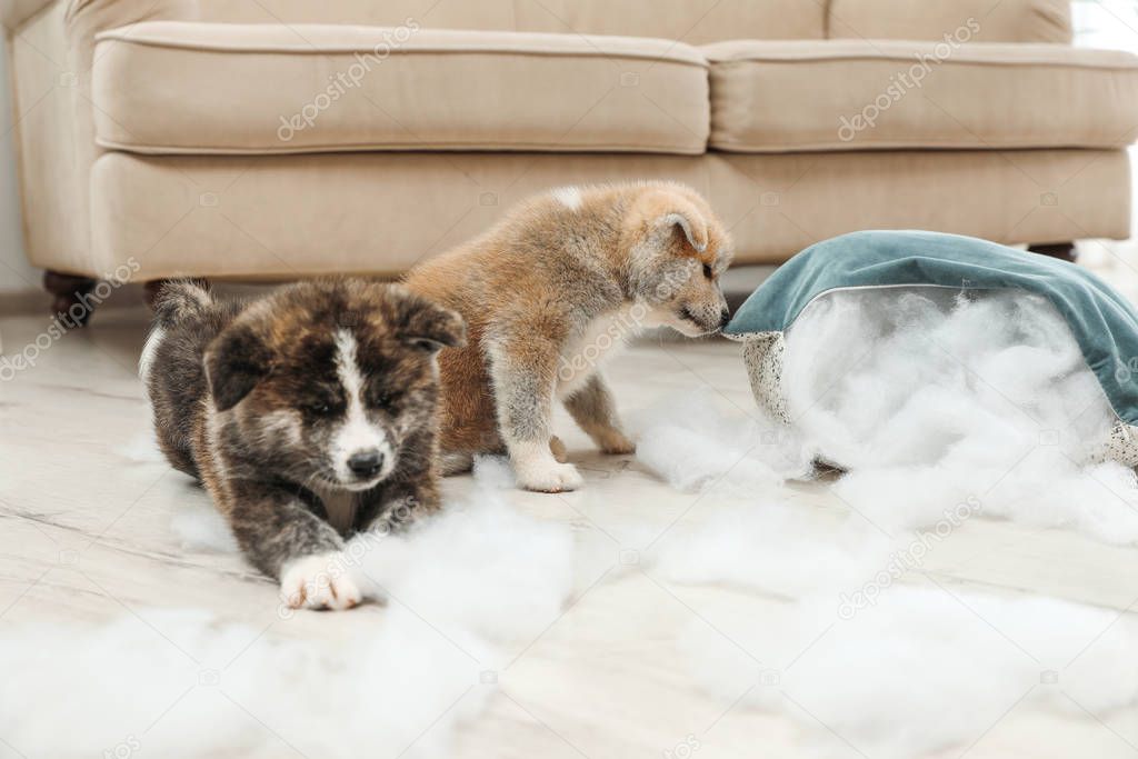 Cute Akita inu puppies playing with ripped pillow filler indoors. Mischievous dogs