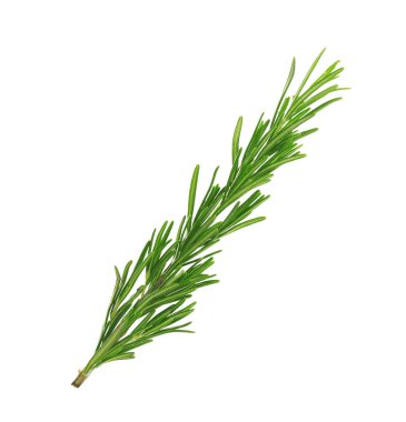 Taze yeşil biberiye beyazda izole edilmiş. Aromatik bitki