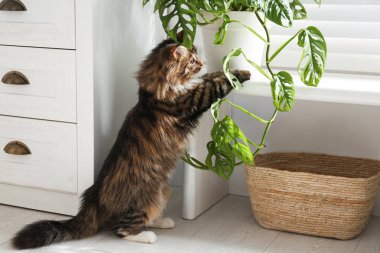 Evdeki çiçeklerle oynayan sevimli kedi.