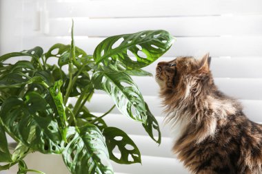 Evdeki pencerenin yanında sevimli kedi ve bitkiler var.