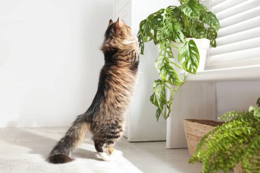 Evdeki çiçeklerle oynayan sevimli kedi.