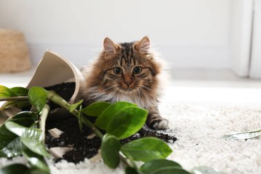 Kedi, evdeki hafif halıda neredeyse devrilmiş vaziyette.