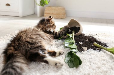 Kedi, evdeki hafif halıda neredeyse devrilmiş vaziyette.