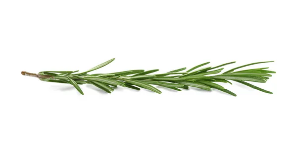 Taze yeşil biberiye beyazda izole edilmiş. Aromatik bitki — Stok fotoğraf
