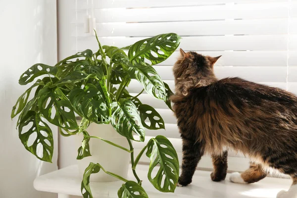 Αξιολάτρευτη Γάτα Και Φυτό Στο Περβάζι Του Παραθύρου Στο Σπίτι — Φωτογραφία Αρχείου