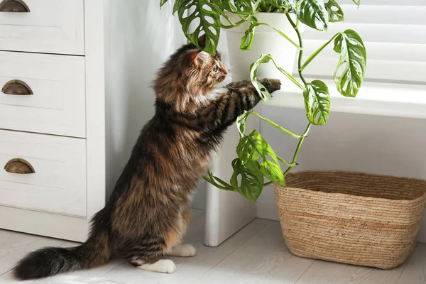 Bedårande Katt Leker Med Krukväxt Hemma — Stockfoto