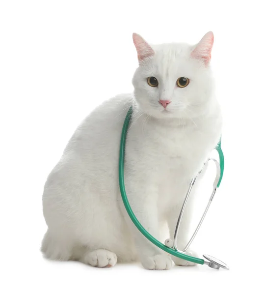 แมวน สเตโตสโกปเป ตวแพทย บนพ นหล ขาว — ภาพถ่ายสต็อก