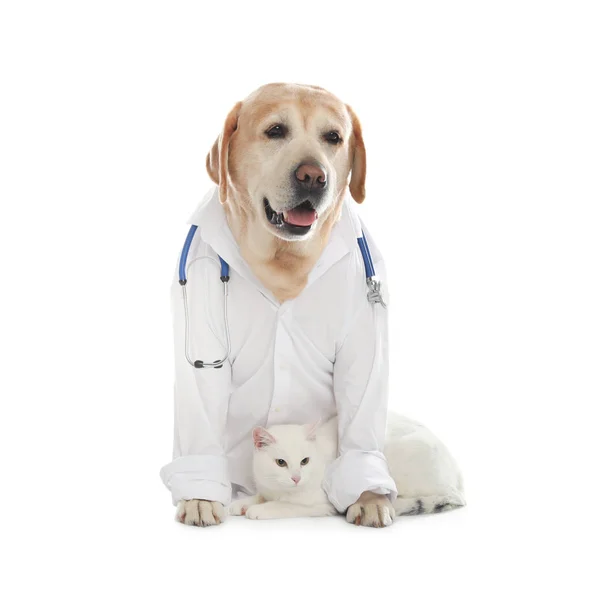 Cão Labrador Bonito Uniforme Com Estetoscópio Como Veterinário Gato Fundo — Fotografia de Stock