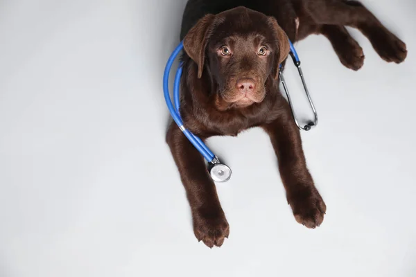 Leuke Labrador Hond Met Stethoscoop Als Dierenarts Witte Achtergrond Bovenaanzicht — Stockfoto