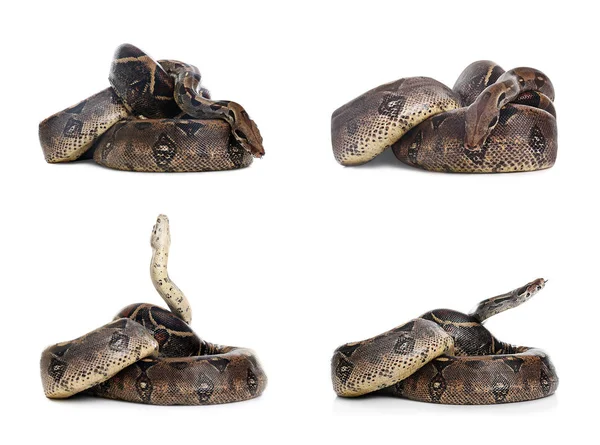 Photos Boa Constrictor White Background Collage — Stock Photo, Image