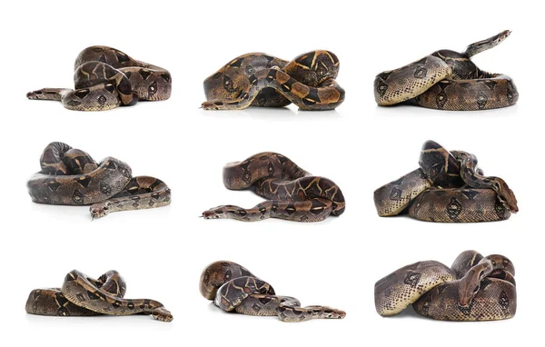 Fotos Von Boa Constrictor Auf Weißem Hintergrund Collage — Stockfoto