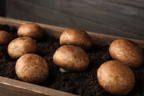 Bruine Champignons Groeien Aarde Houten Krat Teelt Van Champignons — Stockfoto