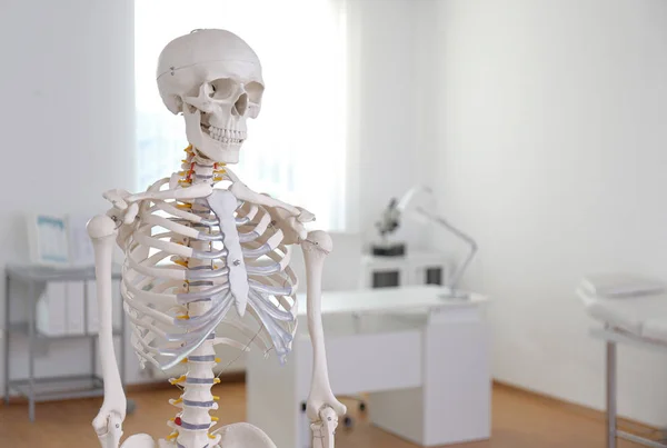 Модель Скелета Людини Сучасному Офісі Ортопеда — стокове фото