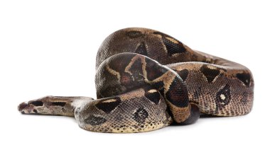 Beyaz arka planda kahverengi boa yılanı. Egzotik yılan.