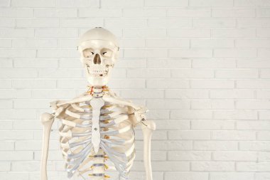 Beyaz tuğla duvarın yanında yapay insan iskeleti modeli. Metin için boşluk