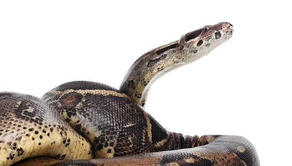 Brown boa constrictor on white background. Exotic snake — ストック写真