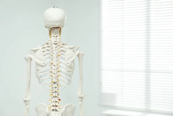 Modelo Esqueleto Humano Artificial Perto Janela Dentro Casa Visão Traseira — Fotografia de Stock