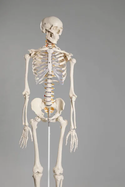 Konstgjorda Mänskliga Skelett Modell Grå Bakgrund — Stockfoto