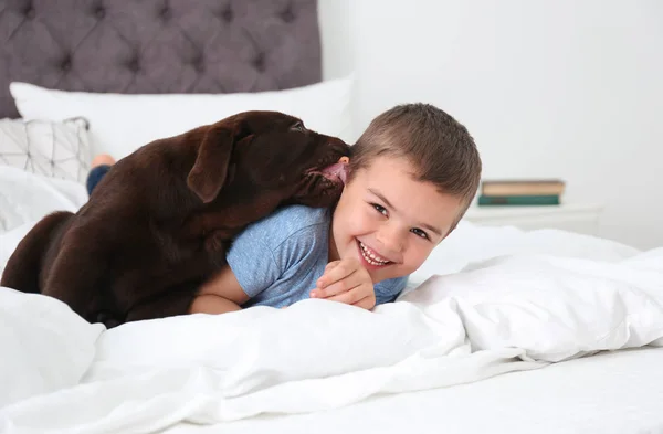 Rolig valp och liten pojke på sängen hemma. Vänlig hund — Stockfoto