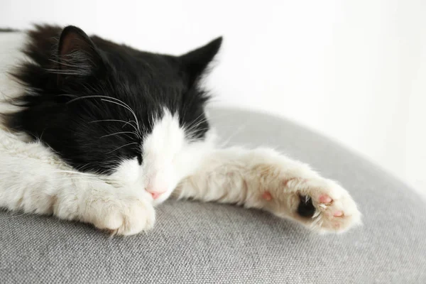 Roztomilá Kočka Odpočívající Šedé Látce Krásný Mazlíček — Stock fotografie